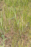 Mudbank crowngrass